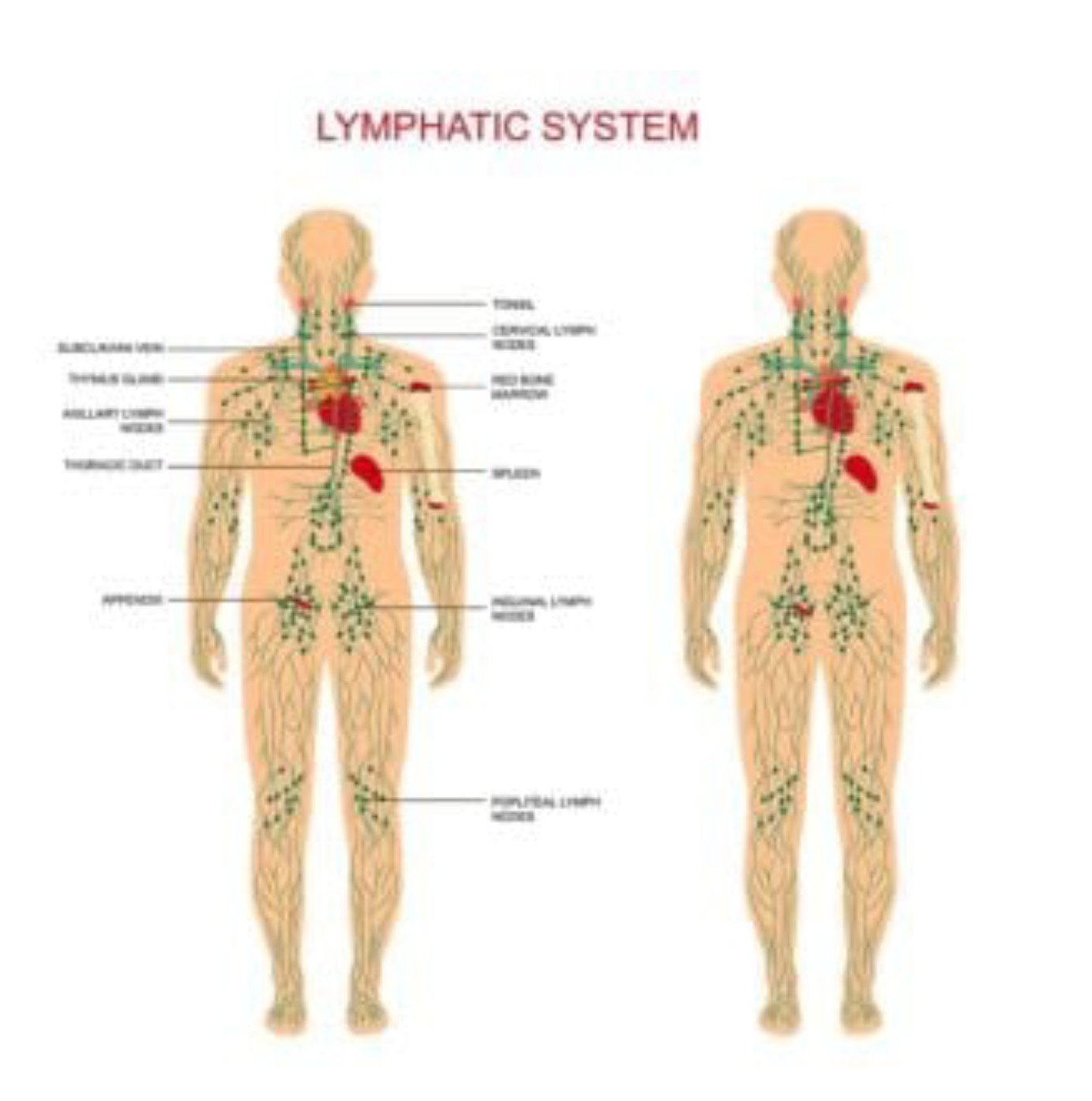 Lymphatic-System